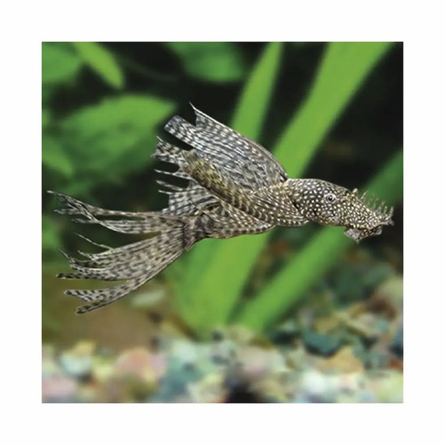 Ancistrus Velo joven de 4–5 cm con aletas largas en acuario de agua dulce

