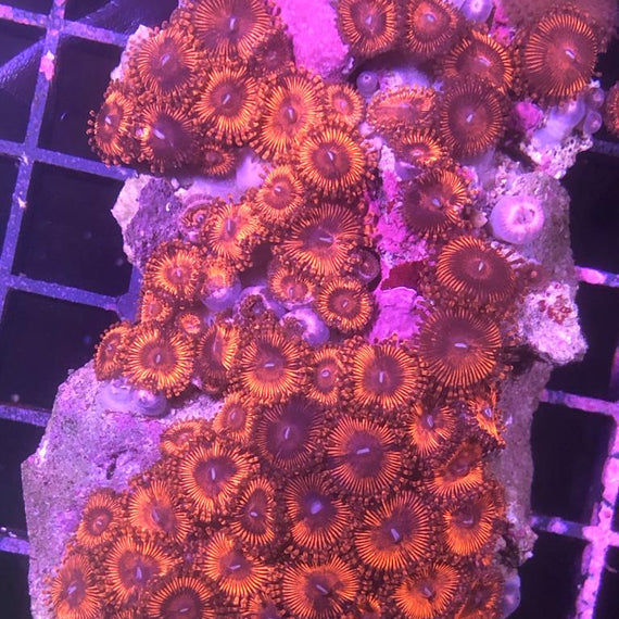 Protopalythoa Special Red