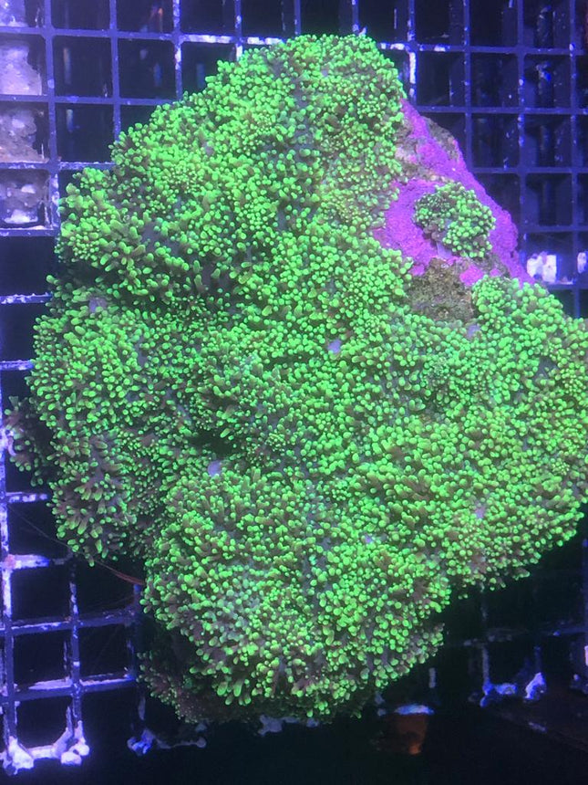 Rhodactis mussoides L
