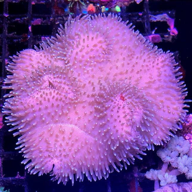 Sarcophyton