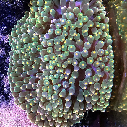 Entacmaea quadricolor, anémona burbuja de arrecife con tentáculos cortos, redondeados y de color verde, destacando en un acuario marino. Ideal para aportar colorido, refugio y dinamismo al ecosistema de arrecife.