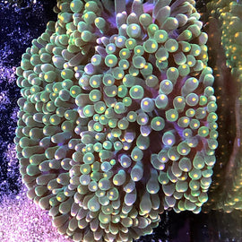 Anémona burbuja o Entacmaea quadricolor