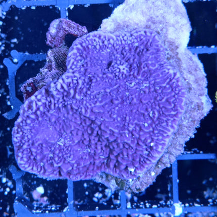 Montipora capricornis Morada S