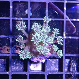 Goniopora Frag