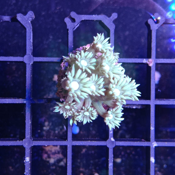 Goniopora Frag