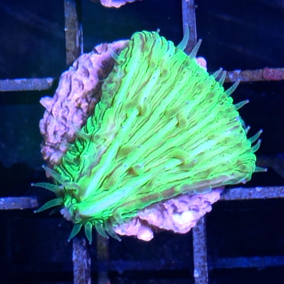 Fungia Green Frag