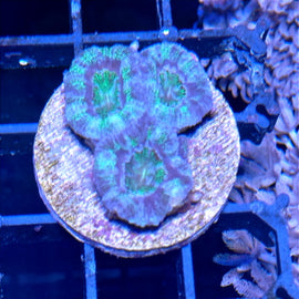 Acanthastrea Verde