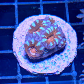 Acanthastrea Roja