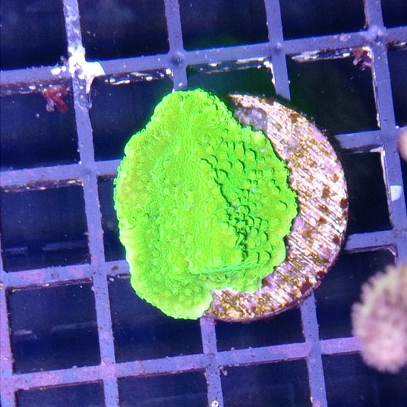 Montipora Frag