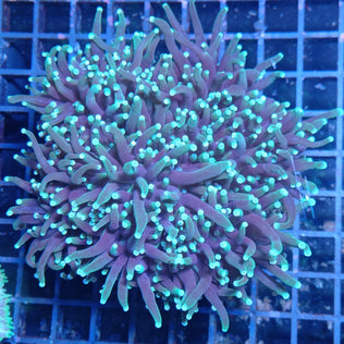 Euphyllia glabrescens XL