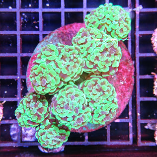 Euphyllia Paraancora Verde XL