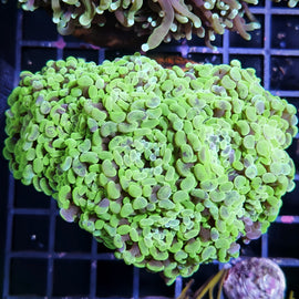 Euphyllia Paraancora Verde XL