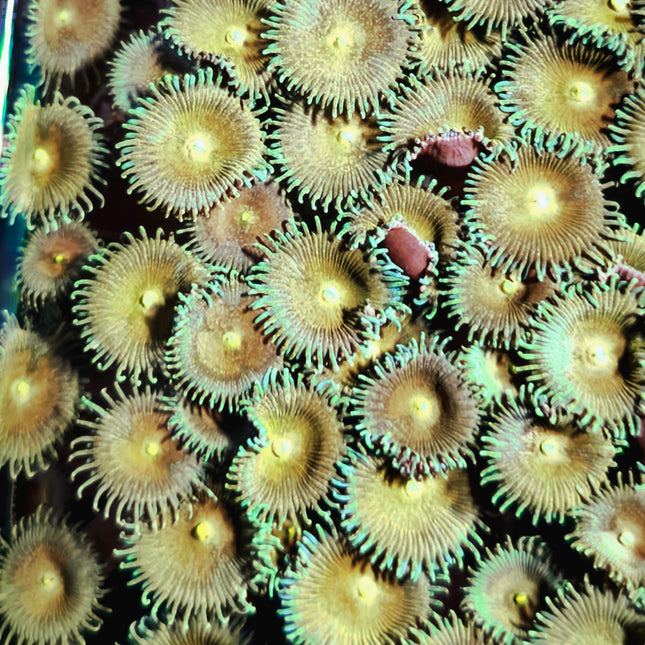 Palythoa sp.