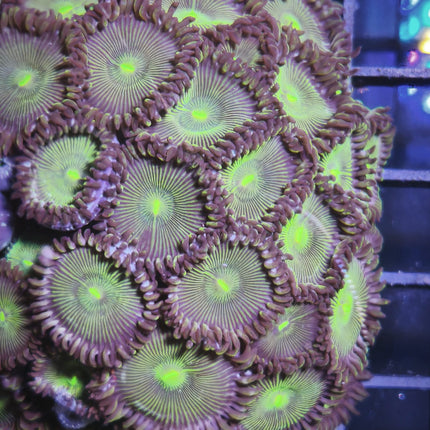 Zoanthus Verde