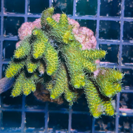 Acropora sp.