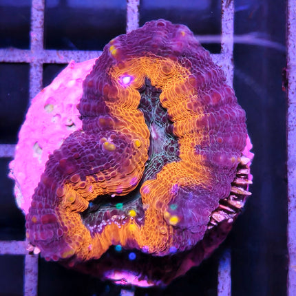 Lobophyllia