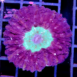 Lobophyllia M