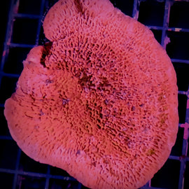 Montipora Roja