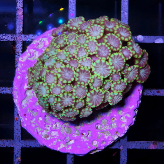 Alveopora Frag