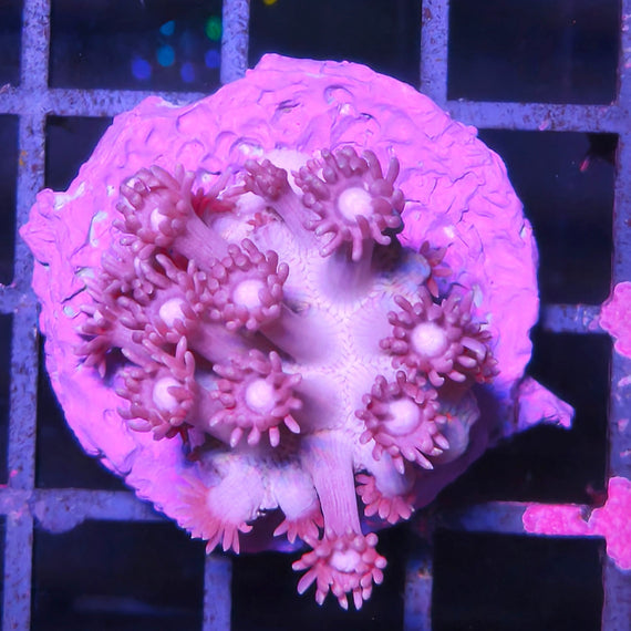 Goniopora Purple Frag