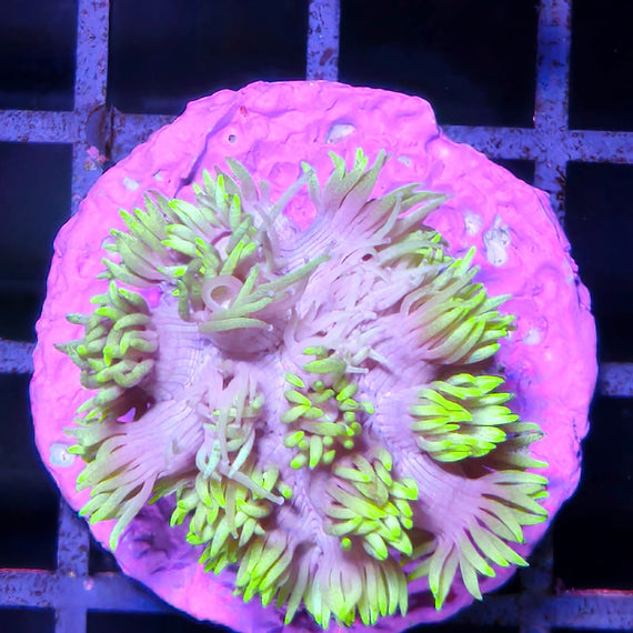 Goniopora Green Frag