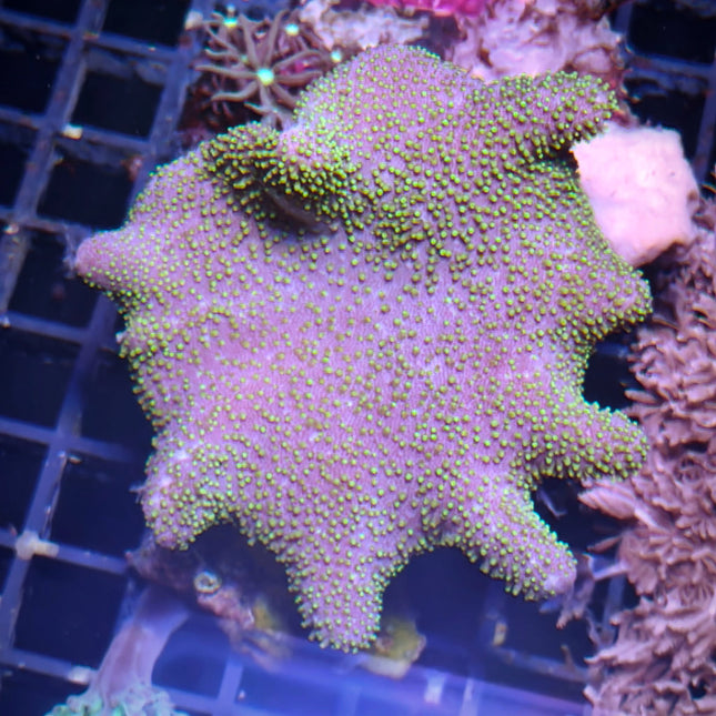 Sarcophyton Ultra Neon L