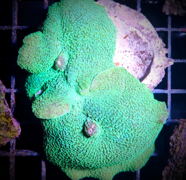 Rhodactis