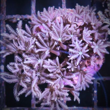 Tubipora musica