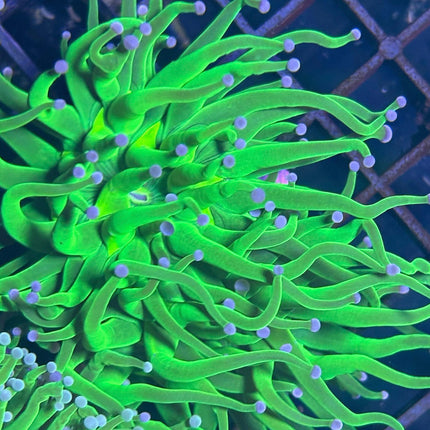 Euphyllia Torch