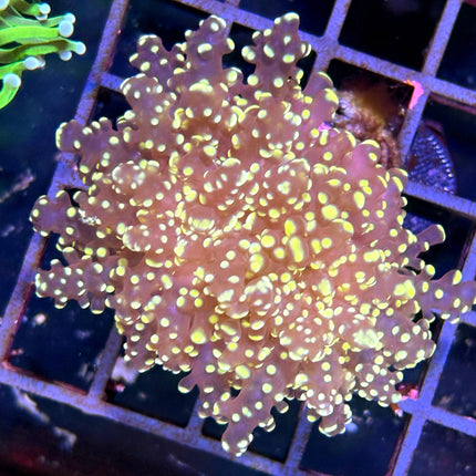 Euphyllia divisa