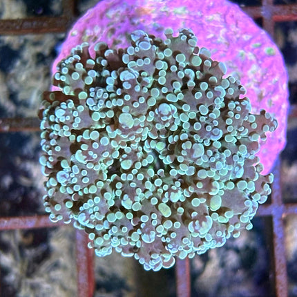 Euphyllia divisa Azul