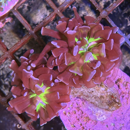 Euphyllia paraancora Verde Puntas Moradas