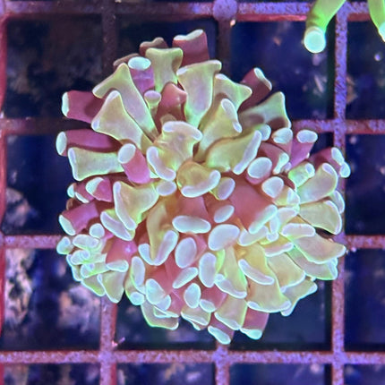 Euphyllia paraancora Puntas Verdes