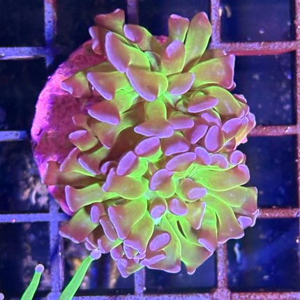 Euphyllia paraancora Verde Toxic Puntas Moradas