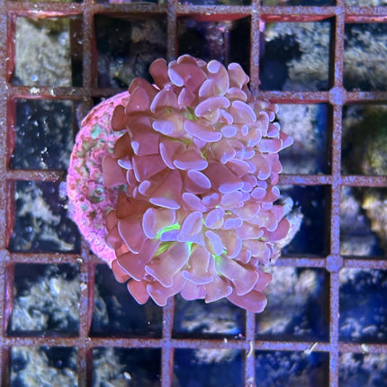 Euphyllia paraancora Verde Puntas Moradas