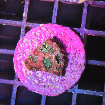 Favia + Caulastraea Frag
