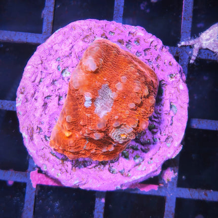 Favia + Caulastraea Frag