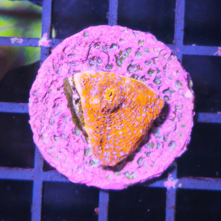 Favia + Caulastraea Frag