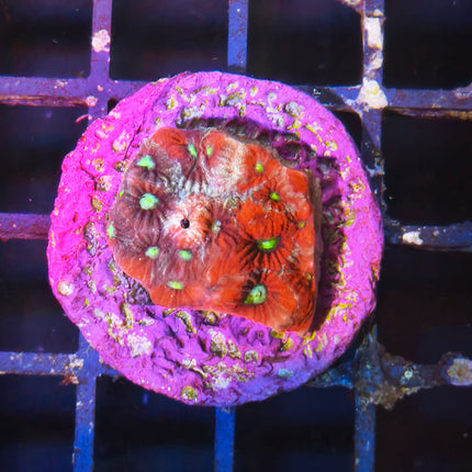 Favia + Caulastraea Frag