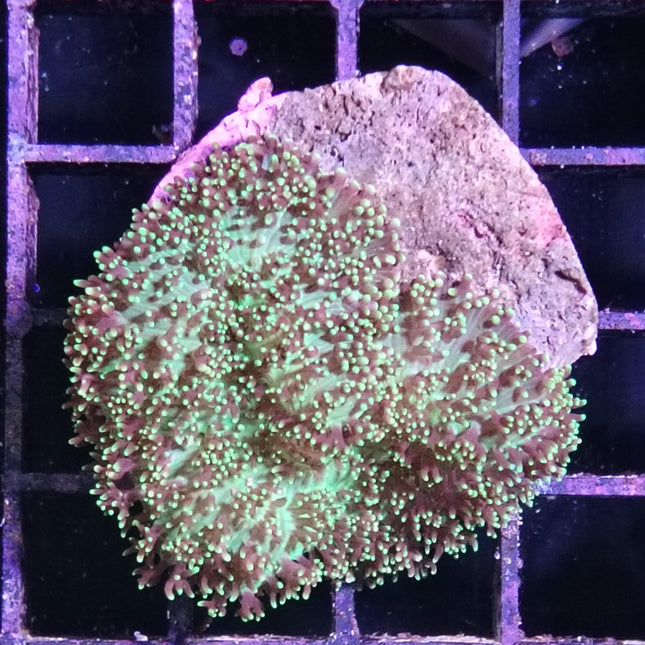 Rhodactis mussoides Frag