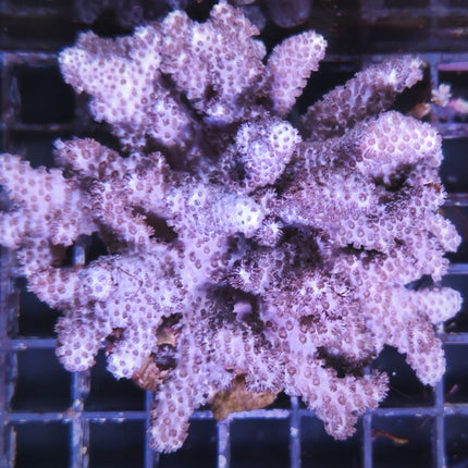 Cladiella – Coral Blandos Fácil Cuidado para Acuarios Marinos