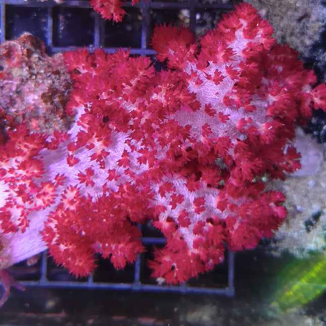 Coral blando Dendronephthya | Color intenso para acuarios marinos