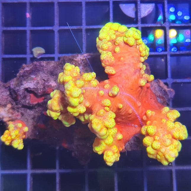 Coral blando Scleronephthya | Color vivo y estructura ramificada