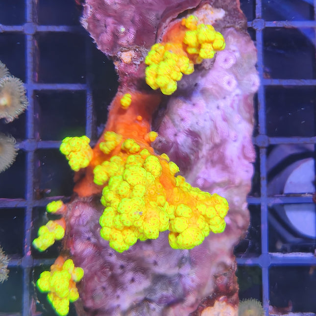 Coral blando Scleronephthya | Color vivo y estructura ramificada