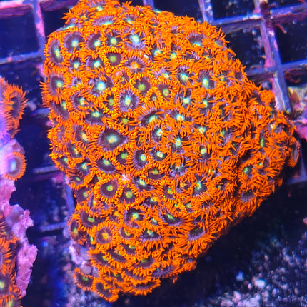 Zoanthus Garden Rojo Flúor – Coral de Fácil Mantenimiento para Acuarios Marinos de Arrecife
