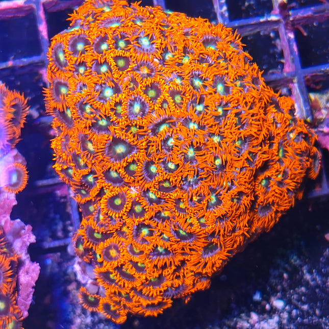 Zoanthus Garden Rojo Flúor – Coral de Fácil Mantenimiento para Acuarios Marinos de Arrecife