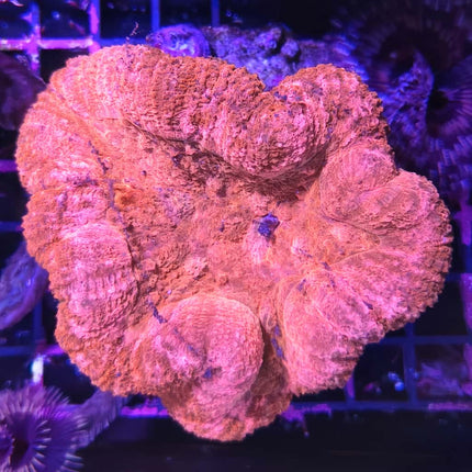Lobophyllia Roja L – Coral LPS Cerebro de Colores Vivos para Acuario Marino