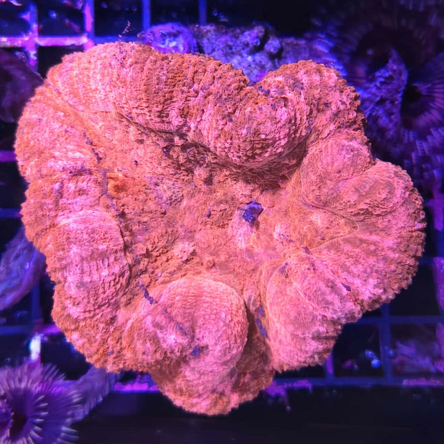 Lobophyllia Roja L – Coral LPS Cerebro de Colores Vivos para Acuario Marino