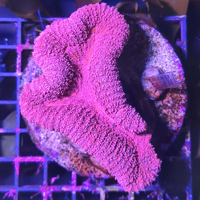 Lobophyllia Morada L – Coral LPS Cerebro de Colores Vivos para Acuario Marino