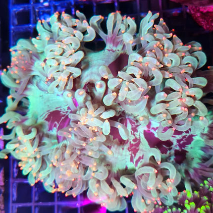 Catalaphyllia puntas moradas XL | Coral elegance LPS de pólipos expansivos y movimiento elegante